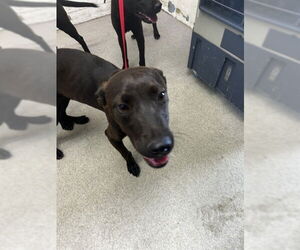 German Shepherd Dog-Unknown Mix Dogs for adoption in San Bernardino, CA, USA