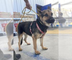 German Shepherd Dog Dogs for adoption in Bakersfield, CA, USA