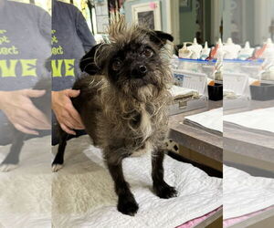 Brussels Griffon-Unknown Mix Dogs for adoption in Benton, LA, USA