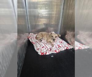 Chihuahua-Unknown Mix Dogs for adoption in San Antonio, TX, USA