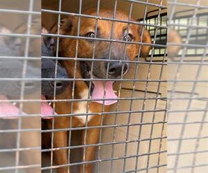 Labrador Retriever-Unknown Mix Dogs for adoption in South Lake Tahoe, CA, USA