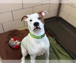Boxer-Unknown Mix Dogs for adoption in Fort Wayne, IN, USA