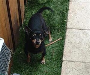 Chihuahua Dogs for adoption in Fort Lauderdale, FL, USA
