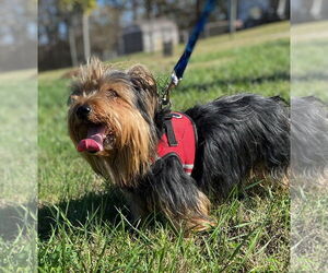 Mutt Dogs for adoption in Pacolet, SC, USA