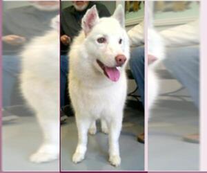 Samoyed-Unknown Mix Dogs for adoption in Port Hueneme, CA, USA