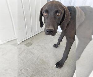 Plott Hound Dogs for adoption in Bakersfield, CA, USA