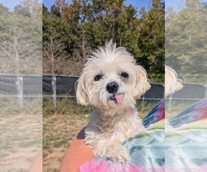 Maltese-Unknown Mix Dogs for adoption in Thomasville, NC, USA
