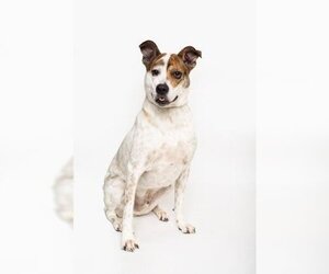 Catahoula Leopard Dog-Unknown Mix Dogs for adoption in Irving, TX, USA