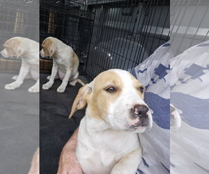 Colonial Cocker Spaniel-Labrador Retriever Mix Dogs for adoption in Blairsville, GA, USA