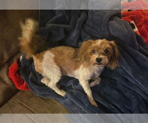 Havanese Dogs for adoption in Sioux Falls, SD, USA