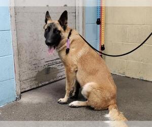 German Shepherd Dog-Unknown Mix Dogs for adoption in Downey, CA, USA