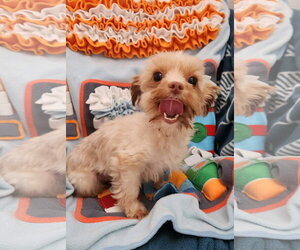 Maltese-Unknown Mix Dogs for adoption in Smithfield, PA, USA