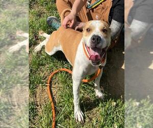 American Staffordshire Terrier Dogs for adoption in Louisville, KY, USA