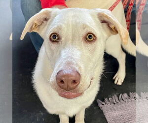 Mutt Dogs for adoption in Canton, CT, USA