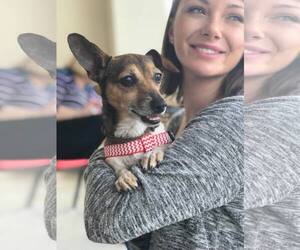 Chiweenie Dogs for adoption in Brighton, TN, USA