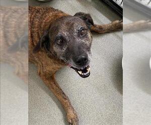 German Shepherd Dog Dogs for adoption in Fayetteville, NC, USA