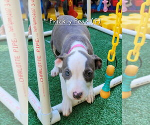 Mutt Dogs for adoption in Wenonah, NJ, USA