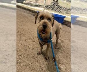 Miniature Schnauzer-Silky Terrier Mix Dogs for adoption in Ojai, CA, USA