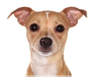 Chihuahua Dogs for adoption in Oakland Park, FL, USA
