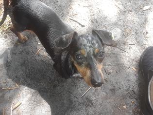Medium Photo #1 Dachshund Puppy For Sale in Okeechobee, FL, USA