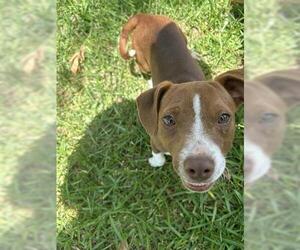 American Pit Bull Terrier-Unknown Mix Dogs for adoption in Houston, TX, USA