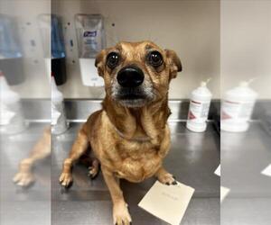 Chihuahua-Unknown Mix Dogs for adoption in Martinez, CA, USA