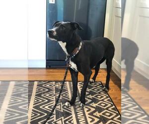 Labrador Retriever-Whippet Mix Dogs for adoption in Nashville, TN, USA