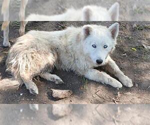 Huskies -Unknown Mix Dogs for adoption in San Antonio, TX, USA