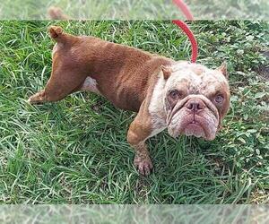 French Bulldog-Unknown Mix Dogs for adoption in Fort Lauderdale, FL, USA