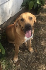 Black Mouth Cur-Unknown Mix Dogs for adoption in Lake Jackson, TX, USA
