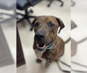 Plott Hound-Unknown Mix Dogs for adoption in Center Township, PA, USA