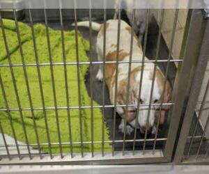 Basset Hound Dogs for adoption in Upland, CA, USA