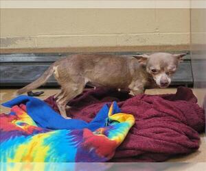 Chihuahua Dogs for adoption in Martinez, CA, USA
