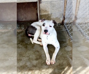 American Pit Bull Terrier-Unknown Mix Dogs for adoption in Alturas, CA, USA