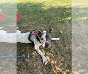American Pit Bull Terrier-Unknown Mix Dogs for adoption in Martinsburg, WV, USA