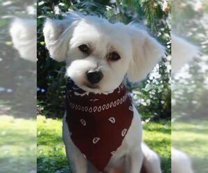 Mutt Dogs for adoption in Oakley, CA, USA