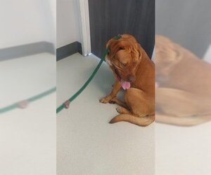 Bullmasador Dogs for adoption in Corona, CA, USA