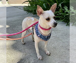 Chihuahua-Unknown Mix Dogs for adoption in Studio City, CA, USA