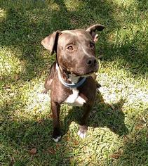 American Pit Bull Terrier-Unknown Mix Dogs for adoption in Webster, FL, USA