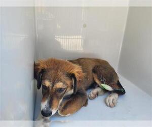 Collie Dogs for adoption in Houston, TX, USA