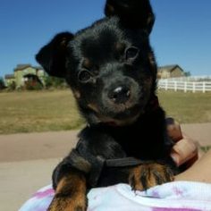 Chihuahua-Unknown Mix Dogs for adoption in Colorado Springs, CO, USA