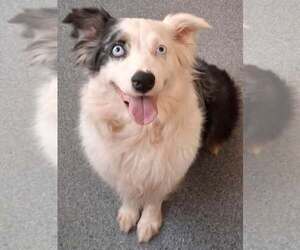 Australian Shepherd Dogs for adoption in Low Moor, VA, USA