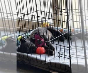 Pug-A-Poo Dogs for adoption in Ogden, UT, USA