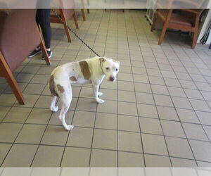 American Pit Bull Terrier Dogs for adoption in Ocala, FL, USA