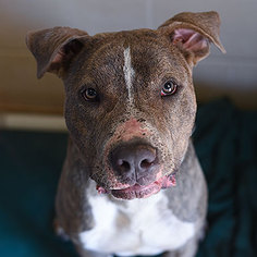 American Staffordshire Terrier Dogs for adoption in Kanab, UT, USA