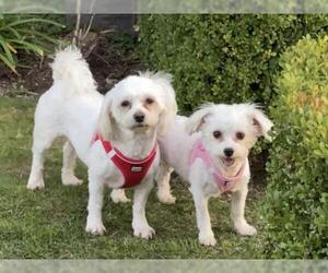 Maltese Dogs for adoption in Marina del Rey, CA, USA