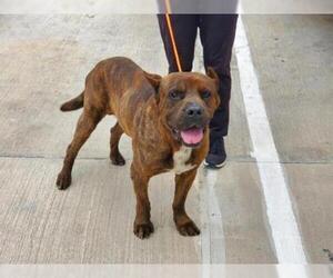 Presa Canario Dogs for adoption in Houston, TX, USA