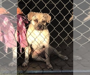 Pug-Unknown Mix Dogs for adoption in Ponca City, OK, USA
