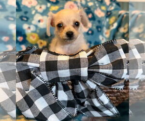 Chihuahua-Unknown Mix Dogs for adoption in Pacolet, SC, USA