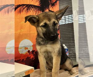 German Shepherd Dog-Unknown Mix Dogs for adoption in Kankakee, IL, USA